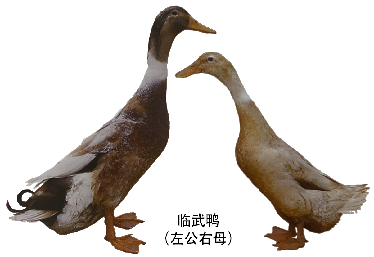 湖南省地方鸭种临武鸭