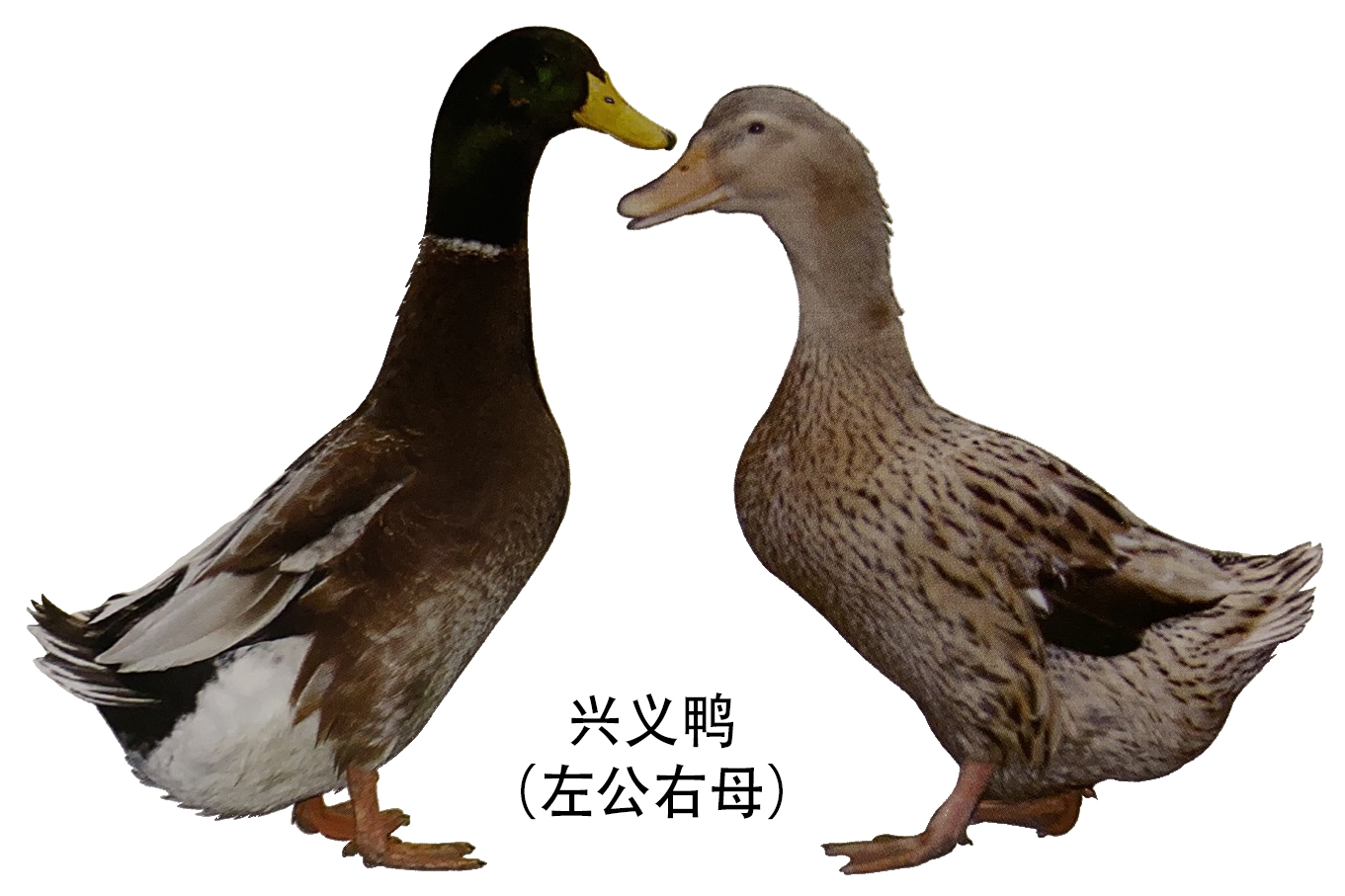 外貌特征兴义鸭体型方圆,羽毛疏松.头粗大,颈短粗,胸宽深而微挺,背短.