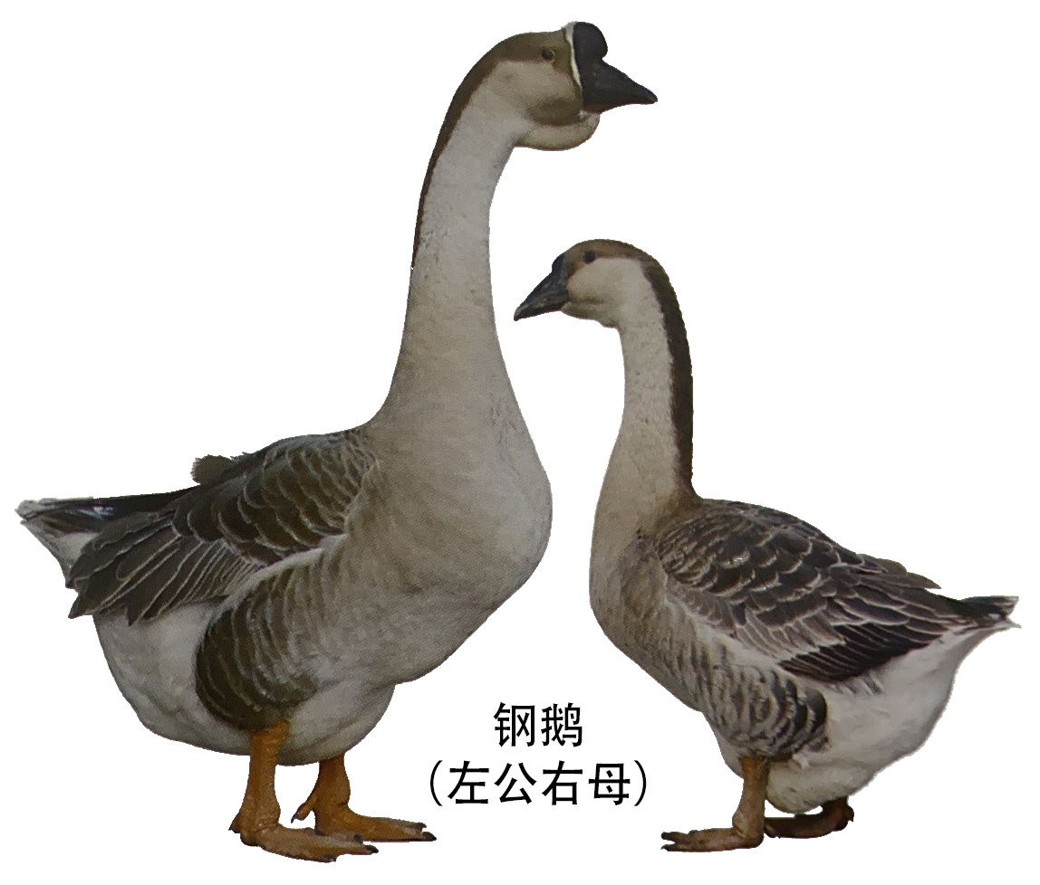 四川省地方鹅种钢鹅