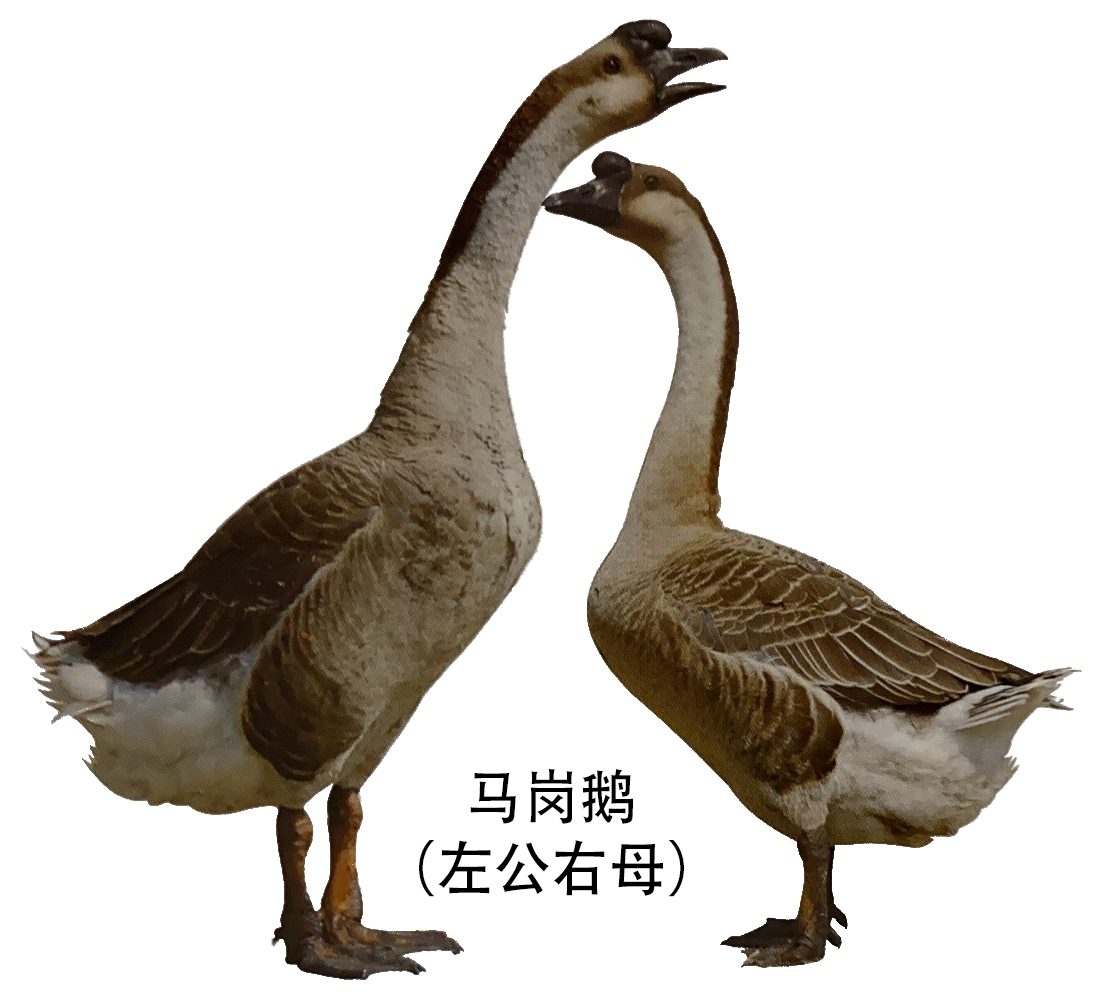 江西省地方鹅种——莲花白鹅-中国羽绒信息网