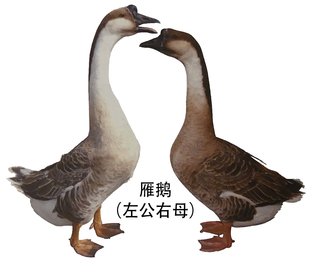 安徽省地方鹅种雁鹅