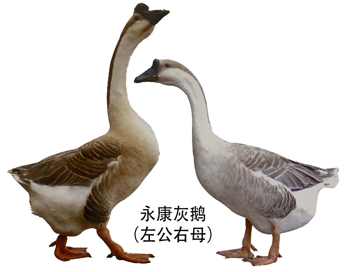 白鹅种类大全,白鹅的种类图片及名称,鹅的品种大全_大山谷图库