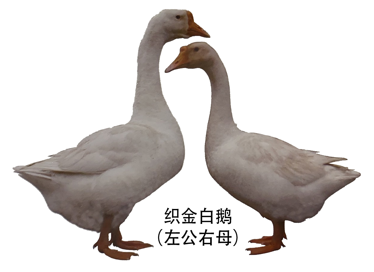 黑龙江省地方鹅种——籽鹅-中国羽绒信息网