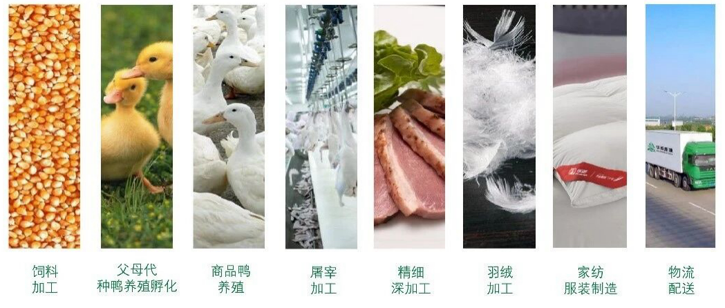 华英新塘完整全产业链