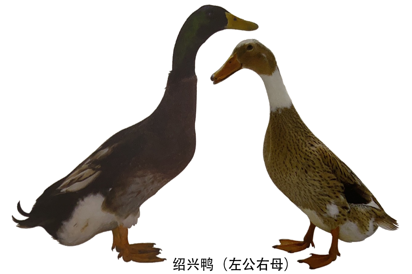 高适应性鸭种——绍兴鸭-中国羽绒信息网