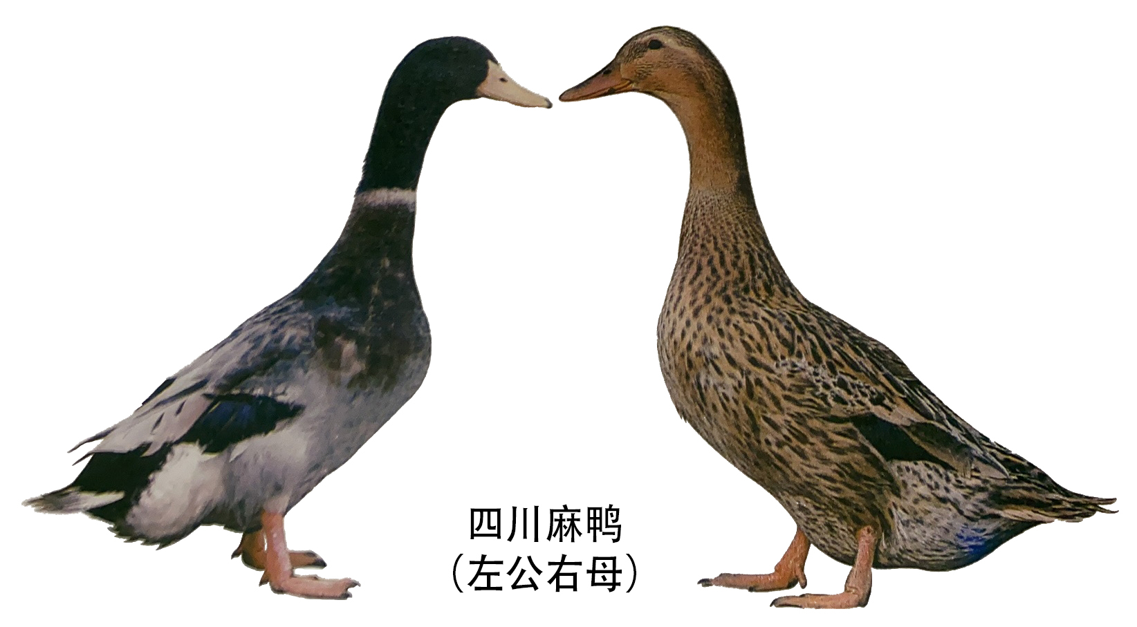 麻鸭的种类图片