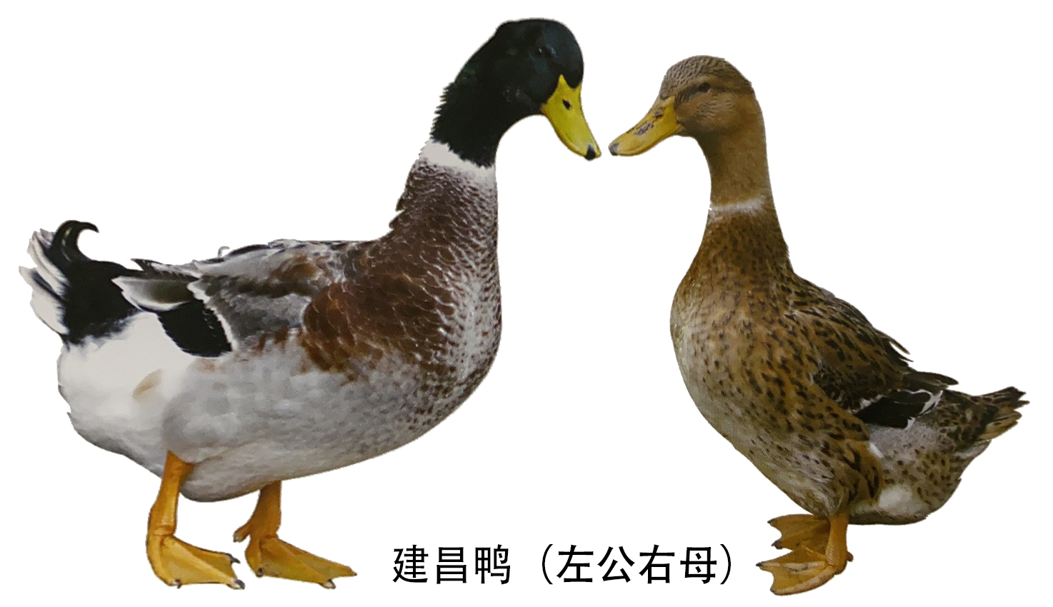 历史悠久的鸭种建昌鸭