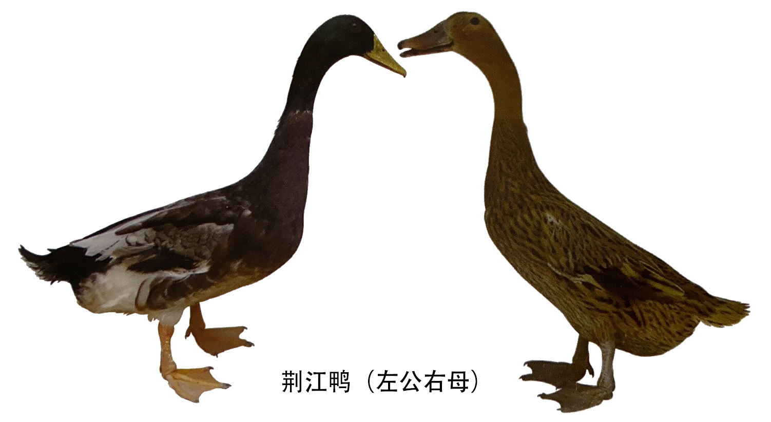 湖北省地方鸭种荆江鸭