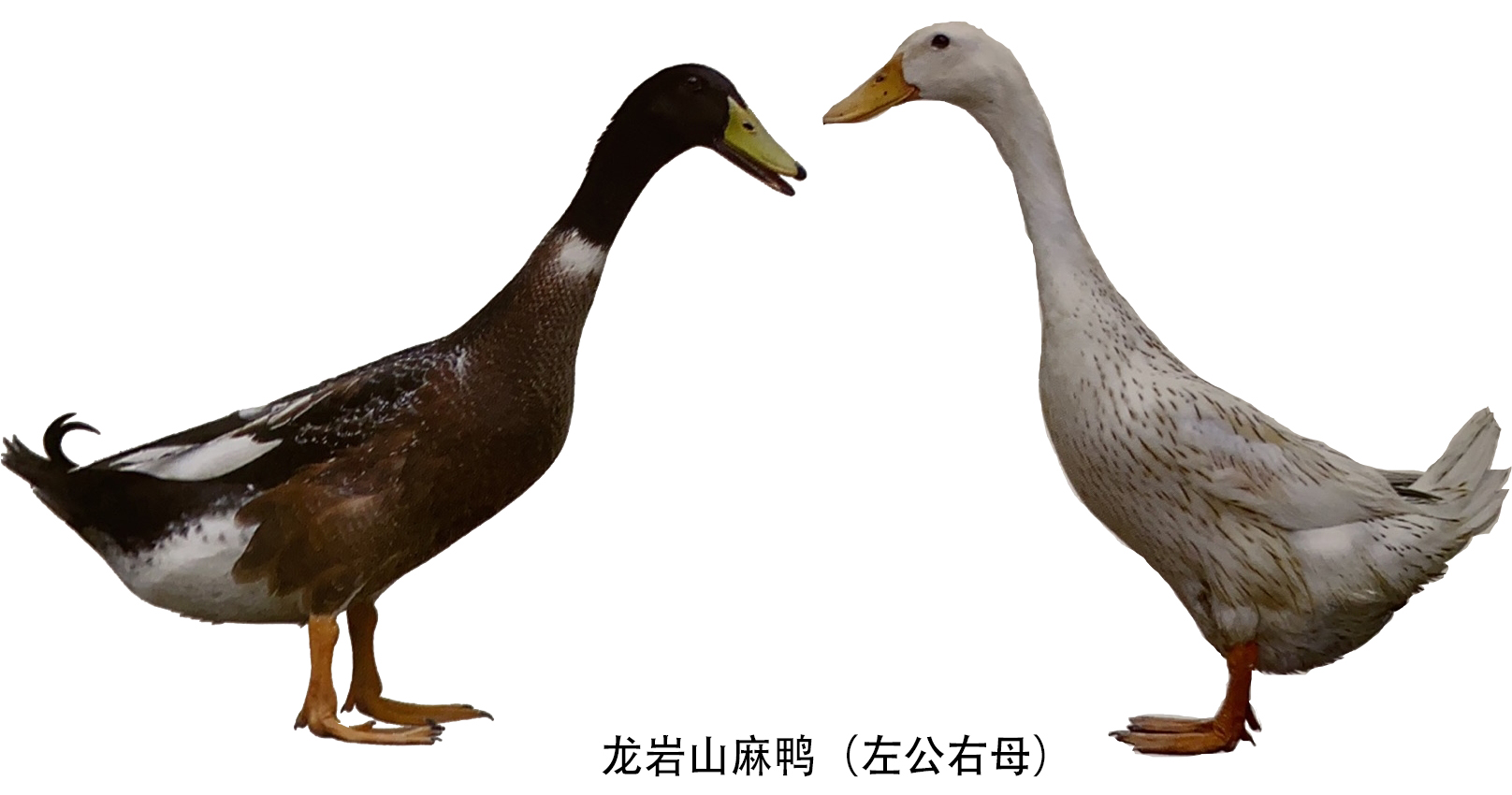 早熟高产的鸭种龙岩山麻鸭