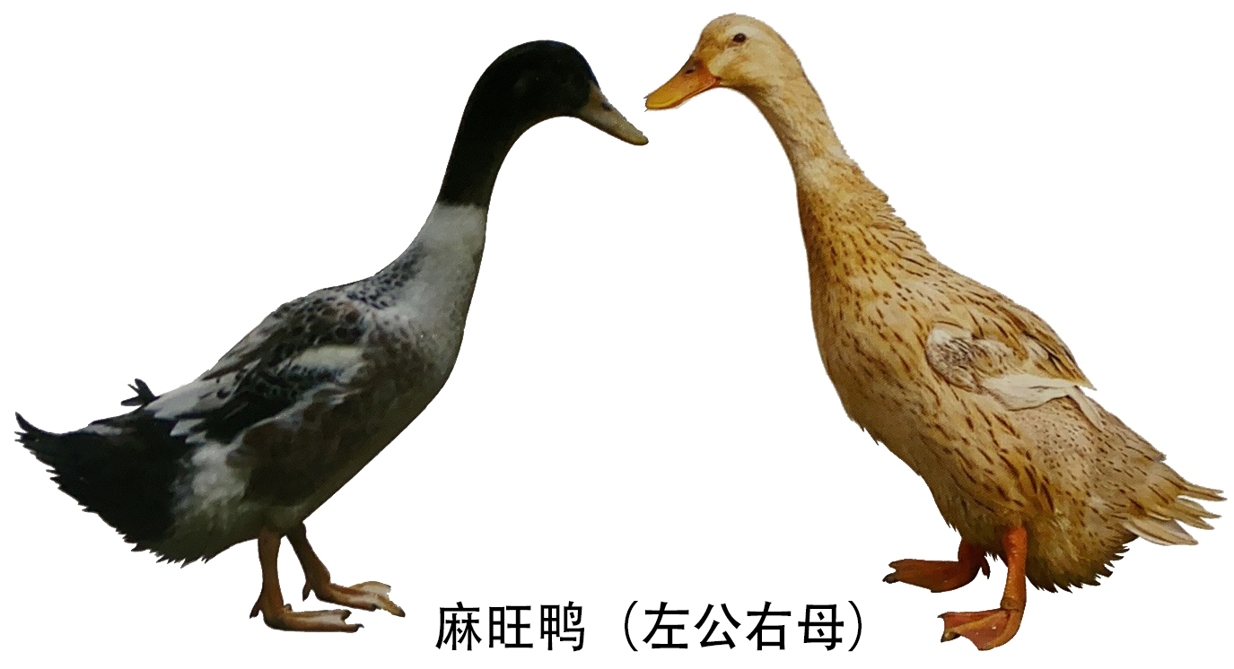 产青壳蛋的小型鸭种麻旺鸭