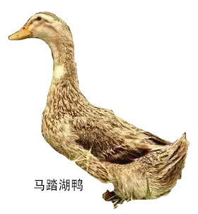 山东省地方鸭种马踏湖鸭