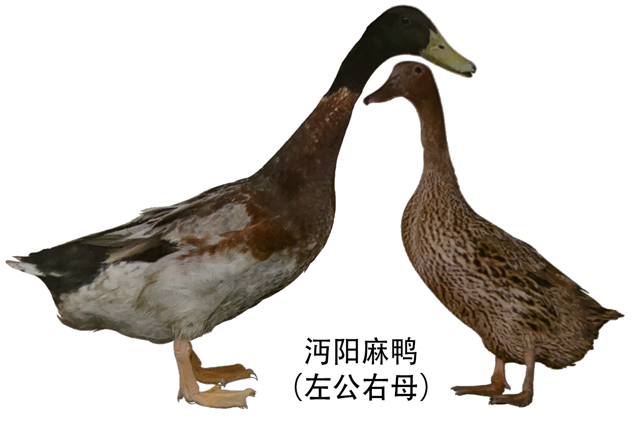 麻鸭的种类图片