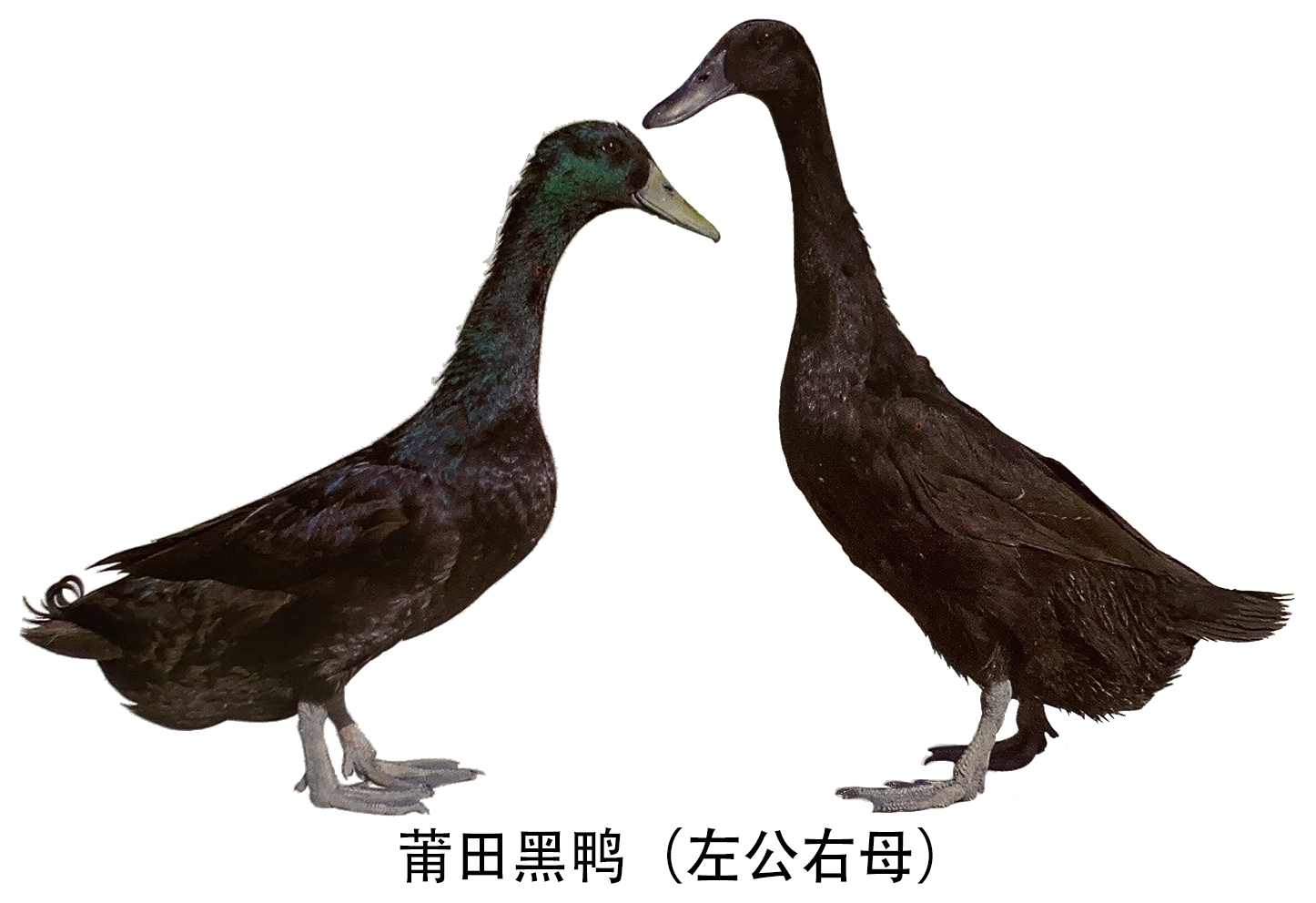 莆田黑鸭是我国特有的黑羽蛋用品种,耐盐耐热耐粗饲,适应性强产蛋量高