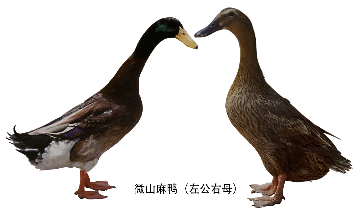 山东省南四湖出产的鸭种微山麻鸭