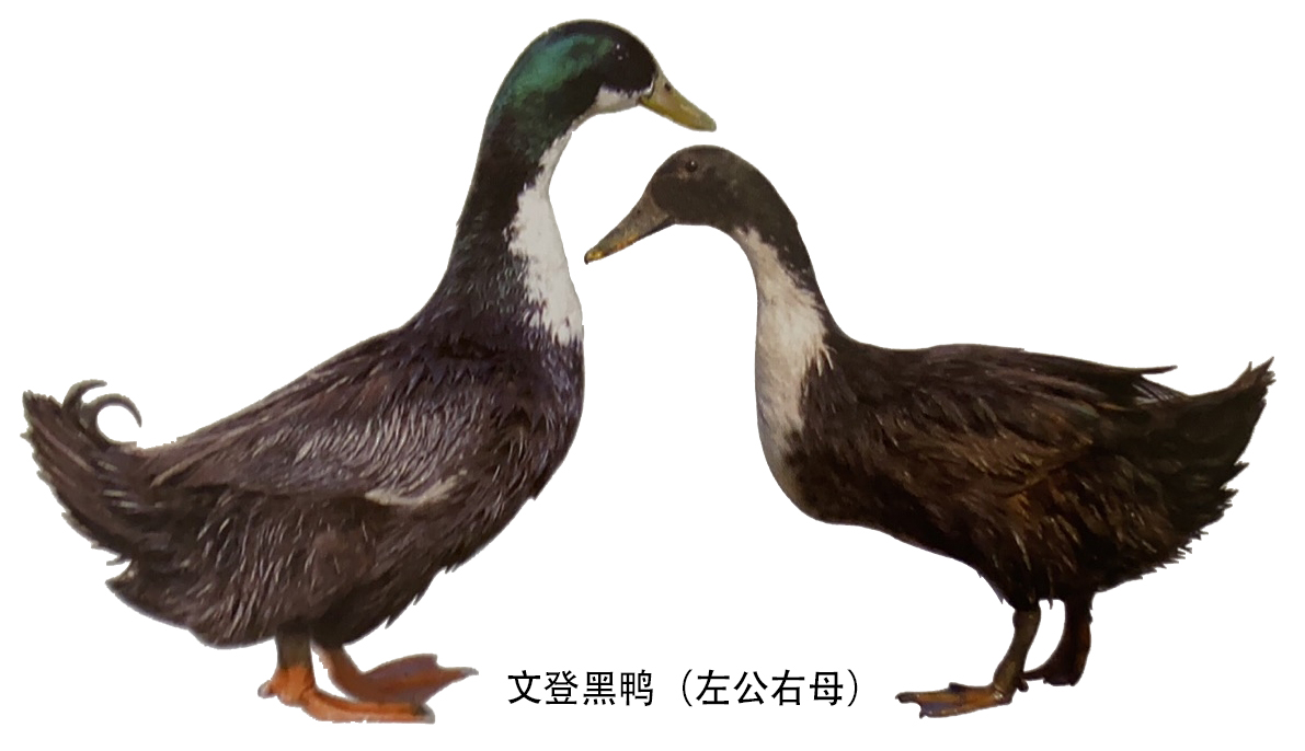 山东省地方鸭种文登黑鸭