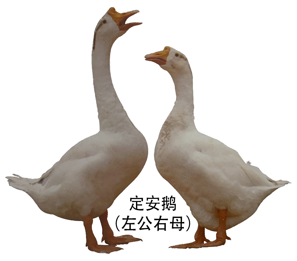 外貌特征定安鹅体型中等,颈细长,胸深,腹垂.