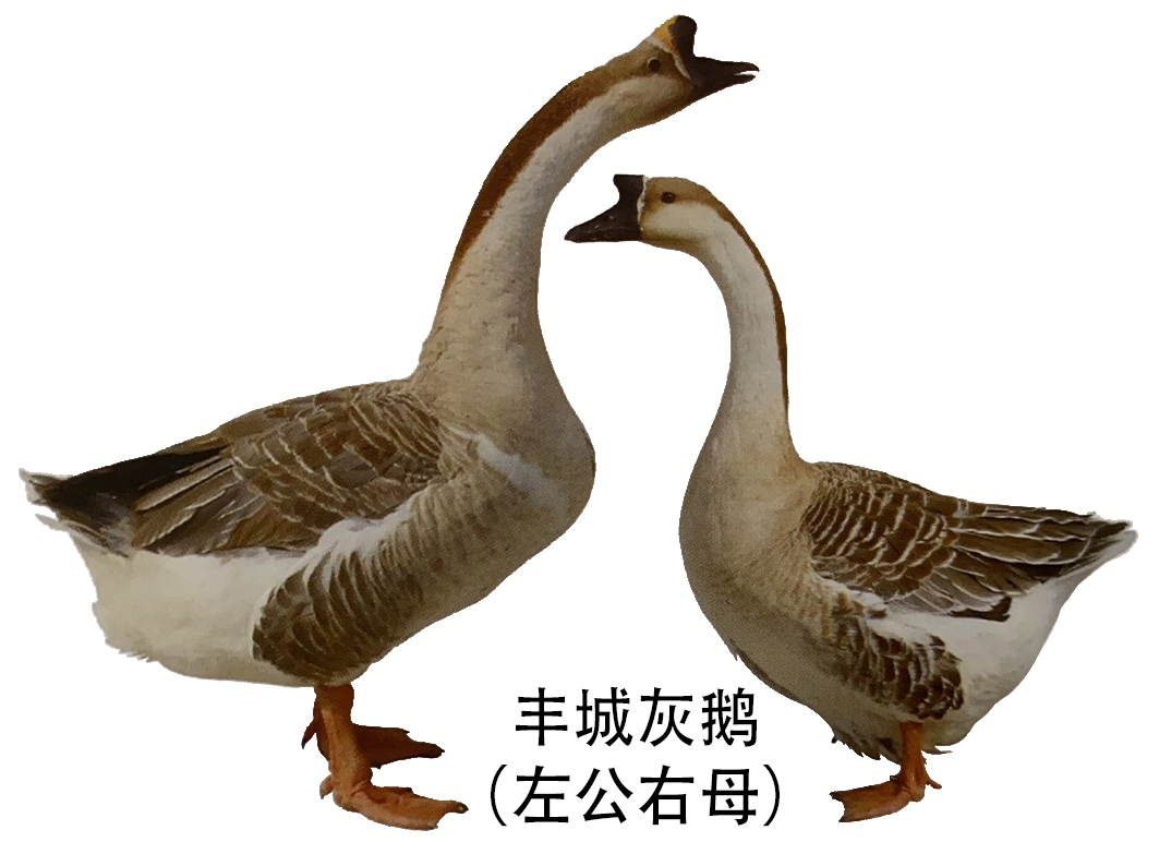 灰头鹅,(第13页)_大山谷图库