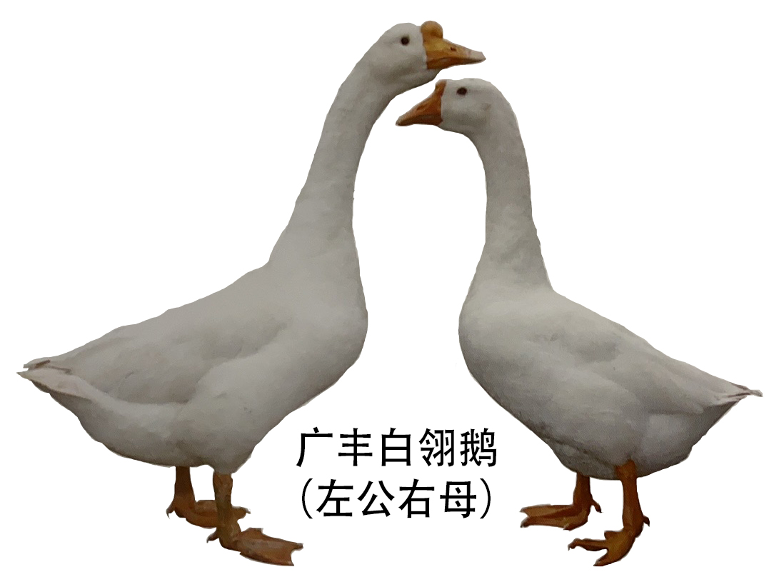 江西省地方鹅种广丰白翎鹅