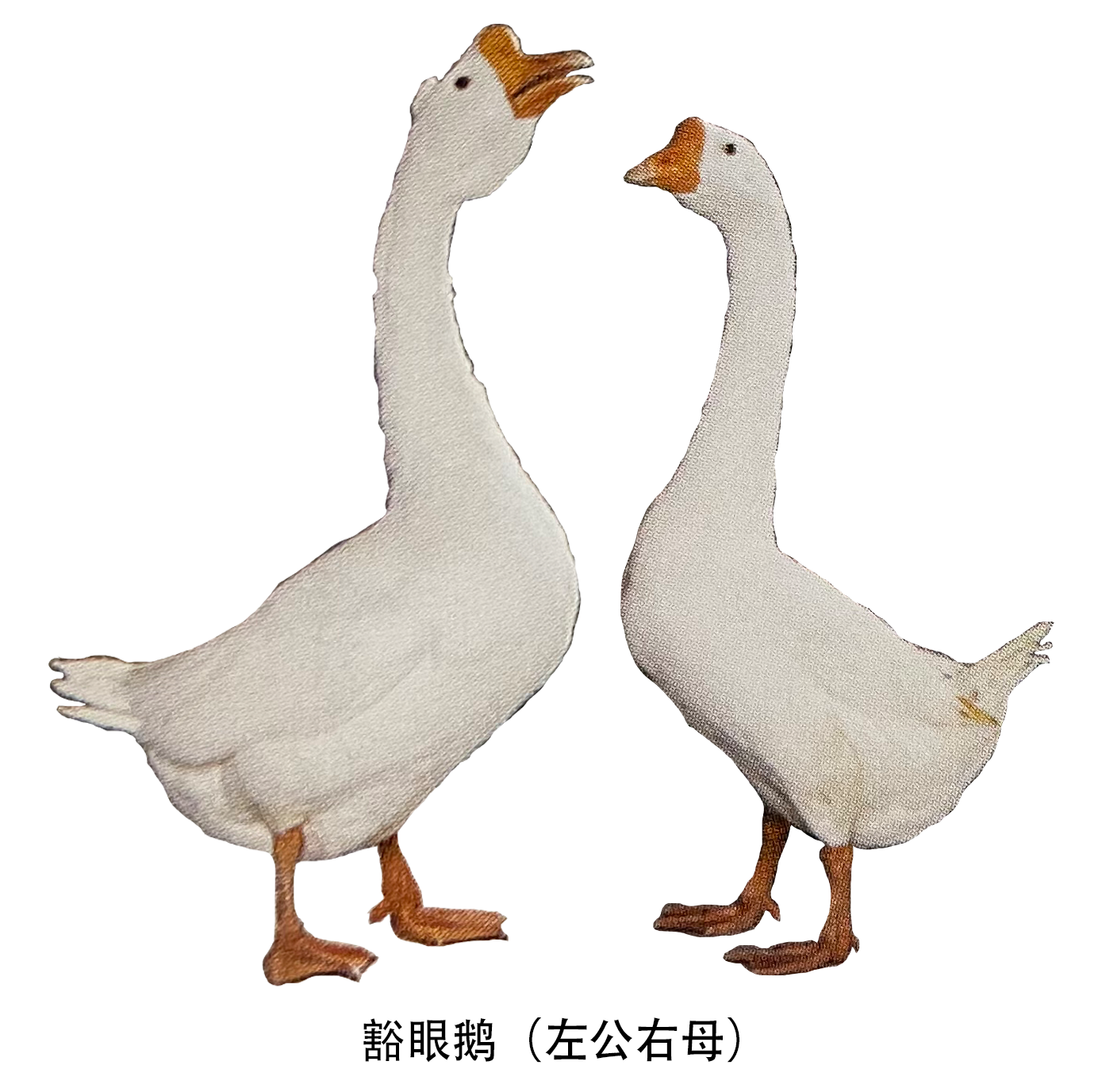 屠宰性能优越的鹅种豁眼鹅