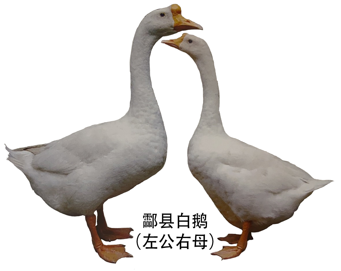 外貌特征酃县白鹅体型小而紧凑.